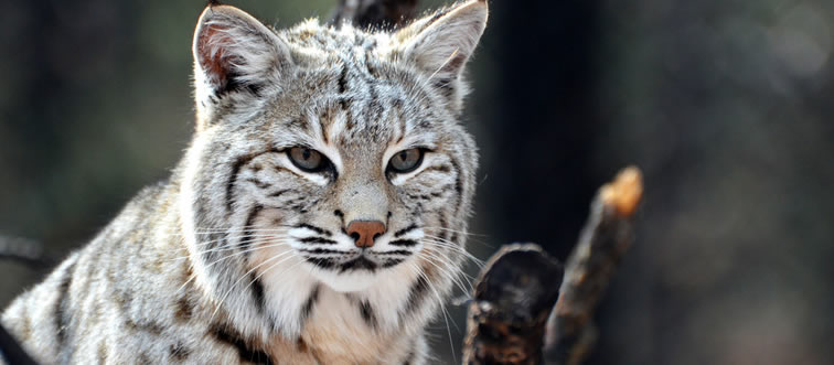 Which land predator clocks in at a blistering 75 mph?